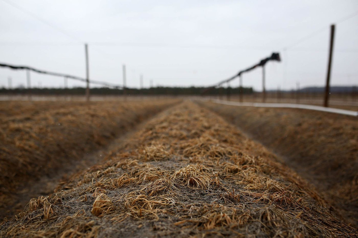 Nhân sâm được trồng nhiều tại Ontario (Canada) bắt đầu từ cuối thập niên 1800. Ảnh: Bloomberg.