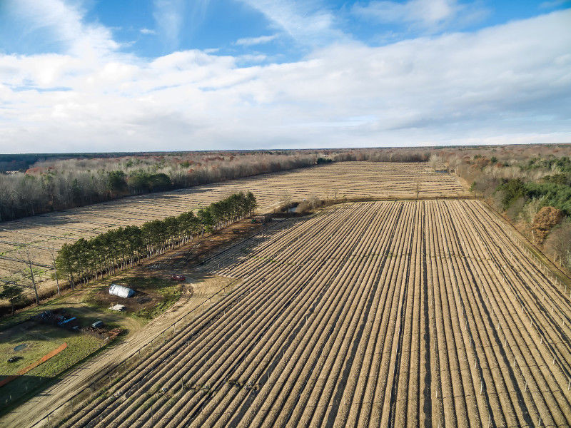 Doc la canh dong nhan sam bat ngan o troi Tay