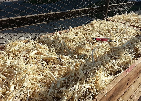 Những củ nhân sâm đều tăm tắp được làm sạch. Ảnh: Victoryginseng.