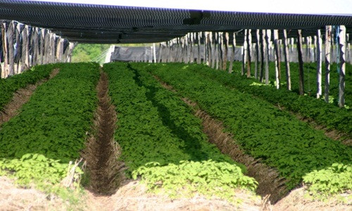 Sau khoảng 4 năm, khi rễ nhân sâm sinh trưởng đầy đủ bộ phận mới có thể thu hoạch nhân sâm. Ảnh: Pesticide guy.