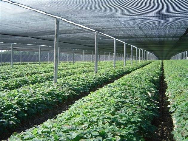 Nhân sâm được trồng trong những luống cao và bao phủ toàn bộ bằng lưới đen. Ảnh: Eatnorth.