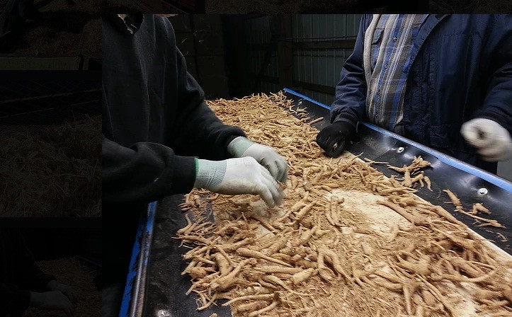 Khoảng 75% nhân sâm Bắc Mỹ nhập khẩu vào Hong Kong là đến từ Canada. Ảnh: Victoryginseng.