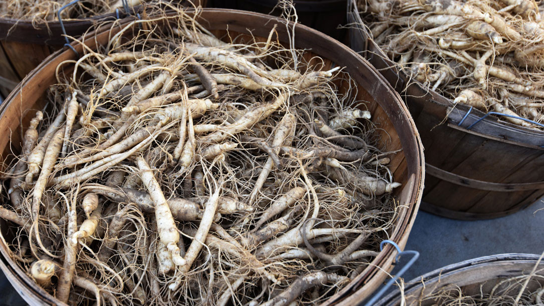 Hàng năm, ngành sản xuất nhân sâm tại Ontario đóng góp khoảng 472 triệu USD cho nền kinh tế Canada. Ảnh: Toronto Star.