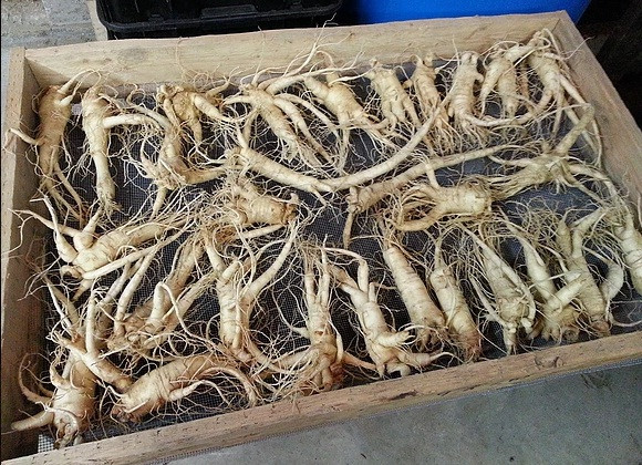 Sau đó, nhân sâm đóng vào thùng và xuất đi các nơi. Ảnh: Victoryginseng.