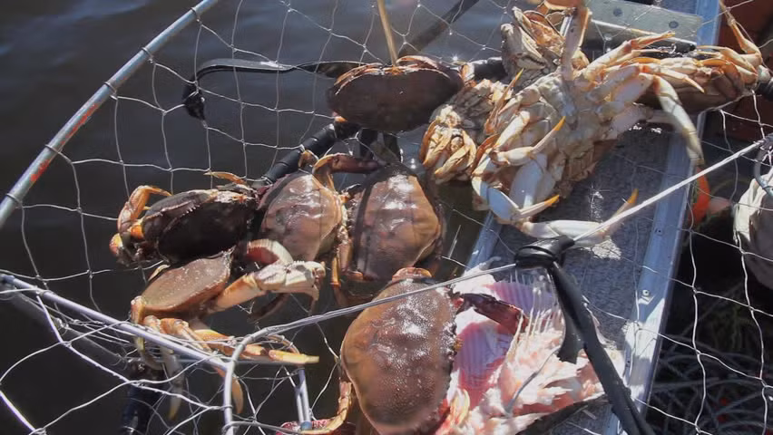 Đây là loại cua sống ở vùng biển phía tây Bắc Mỹ, được đánh bắt hoàn toàn tự nhiên. Ảnh: Shutterstock.