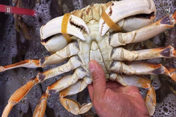 Thông thường, cua Canada có trọng lượng từ 700g - 1kg/con. Tuy nhiên, cũng có cua size lớn đến 1,2kg/kg. Ảnh: Oceana Canada.