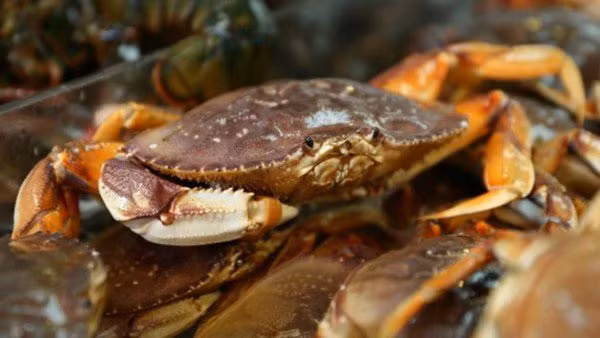 Trong khi đó, cua đá Canada ngộp cấp đông giá rẻ hơn từ 400.000 - 590.000 đồng/kg. Ảnh: Daohaisan.