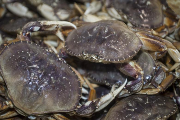 Vỏ cua mỏng, thịt nhiều, ngọt, thơm mùi đặc trưng. Ảnh: Daohaisan.