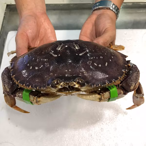 Cua này có các cơ ở càng rất khỏe đầy thịt, với chiều ngang mai có thể lên tới 25cm. Ảnh: Daohaisan.
