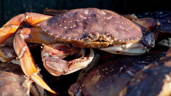  Cua đá Canada có thể chế biến thành nhiều món khác nhau như hấp, nướng mọi, rang sốt bơ tỏi, nhúng lẩu, nướng phô mai...Ảnh: Daohaisan.