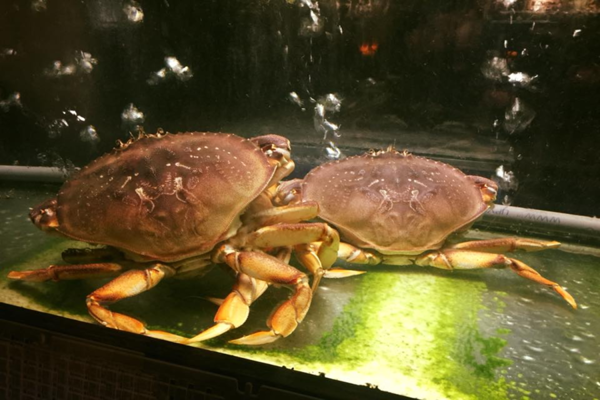 Theo người bán, loại cua đá này có mức giá đắt đỏ là bởi được nhập khẩu trực tiếp từ Canada. Công đoạn bảo quản để cua tươi sống cũng tốn kém. Ảnh: Daohaisan.
