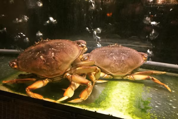 Theo người bán, loại cua đá này có mức giá đắt đỏ là bởi được nhập khẩu trực tiếp từ Canada. Công đoạn bảo quản để cua tươi sống cũng tốn kém. Ảnh: Daohaisan.