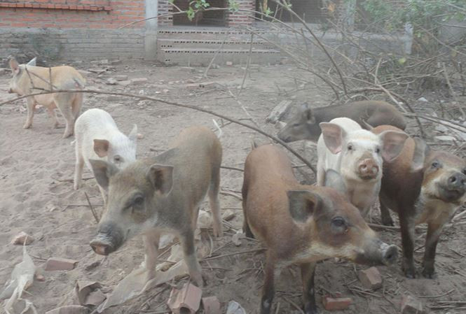 Thậm chí, có biệt thự bỏ hoang còn được sử dụng để nuôi lợn... Ảnh: Tiền phong.