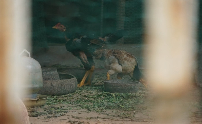 ...hoặc thả gà. Ảnh: Đất Việt.