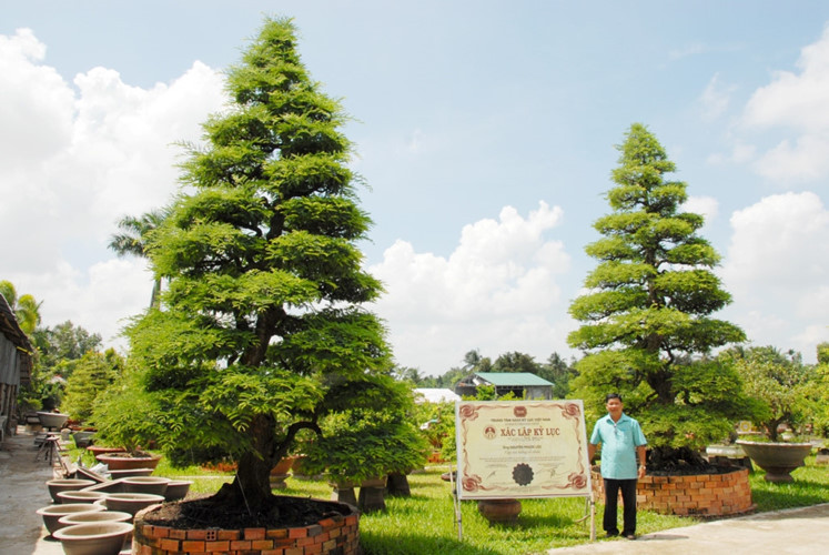 Đáng chú ý nhất là 2 cây me với tuổi thọ hơn 150 năm được các đại gia ngã giá 4,2 tỷ đồng. Ảnh: Zing.