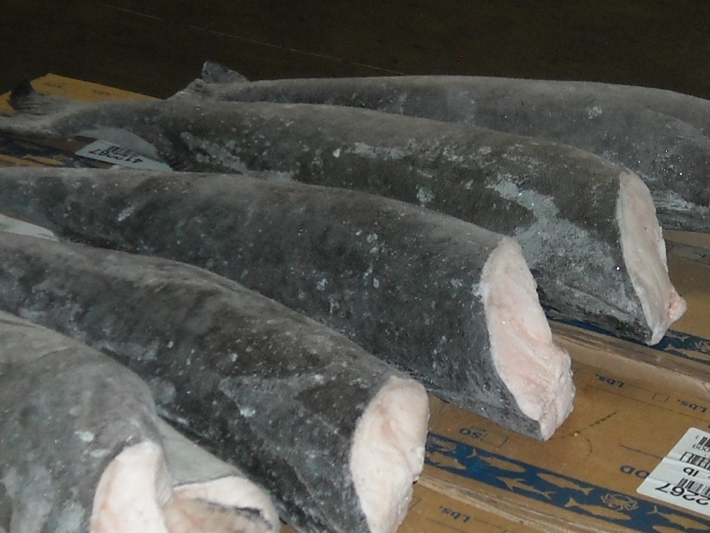 Đây là một trong những loại cá ngon nhất thế giới, có da màu đen bóng. Ảnh: Catuyetcanada.