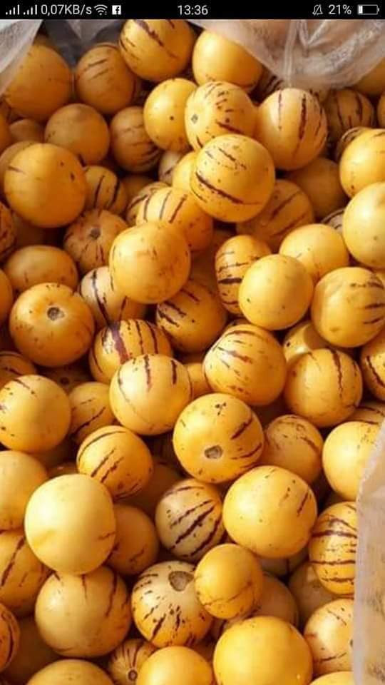 Dưa pepino Trung Quốc có vỏ màu vàng với những đường kẻ sọc màu tím dọc thân, kích thước tương đương quả cà chua hoặc bằng quả mận hậu. Ảnh: FB Ngoc Thuy.