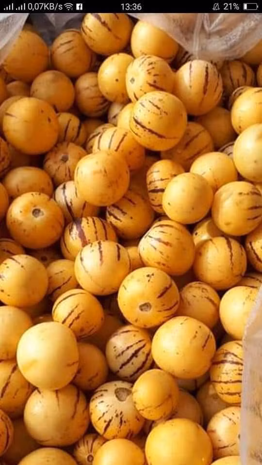 Dưa pepino Trung Quốc có vỏ màu vàng với những đường kẻ sọc màu tím dọc thân, kích thước tương đương quả cà chua hoặc bằng quả mận hậu. Ảnh: FB Ngoc Thuy.