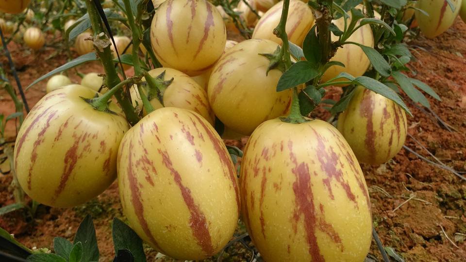 Ở Việt Nam, một số nhà vườn tại Đà Lạt (Lâm Đồng) cũng đã trồng được loại dưa pepino này. Ảnh: Internet.