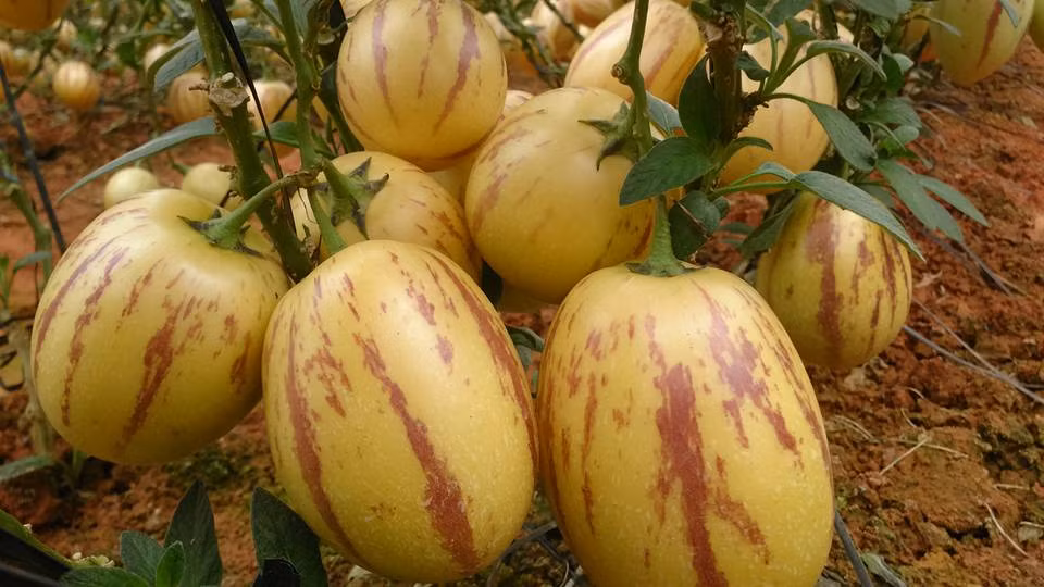 Ở Việt Nam, một số nhà vườn tại Đà Lạt (Lâm Đồng) cũng đã trồng được loại dưa pepino này. Ảnh: Internet.