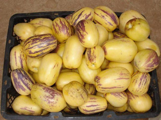 Nếu như dưa pepino Trung Quốc có hình tròn xoe thì dưa pepino Đà Lạt có hình thuôn dài (hơi giống hình bầu dục). Ảnh: FB Trần Hồng.