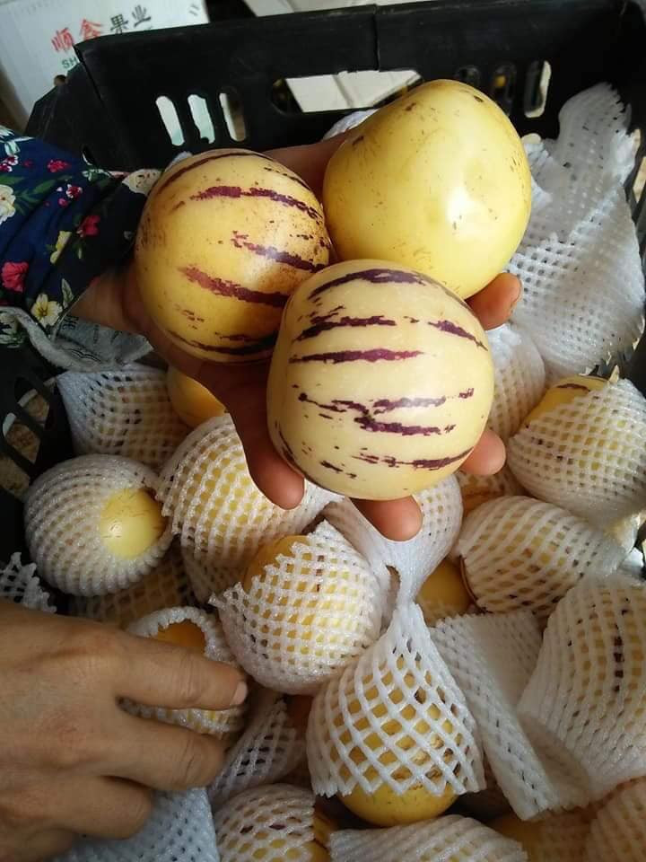 Theo một số người bán, loại dưa pepino đang bán tràn lan trên thị trường hiện nay là hàng Trung Quốc nhập về. Ảnh: FB Ngoc Thuy.