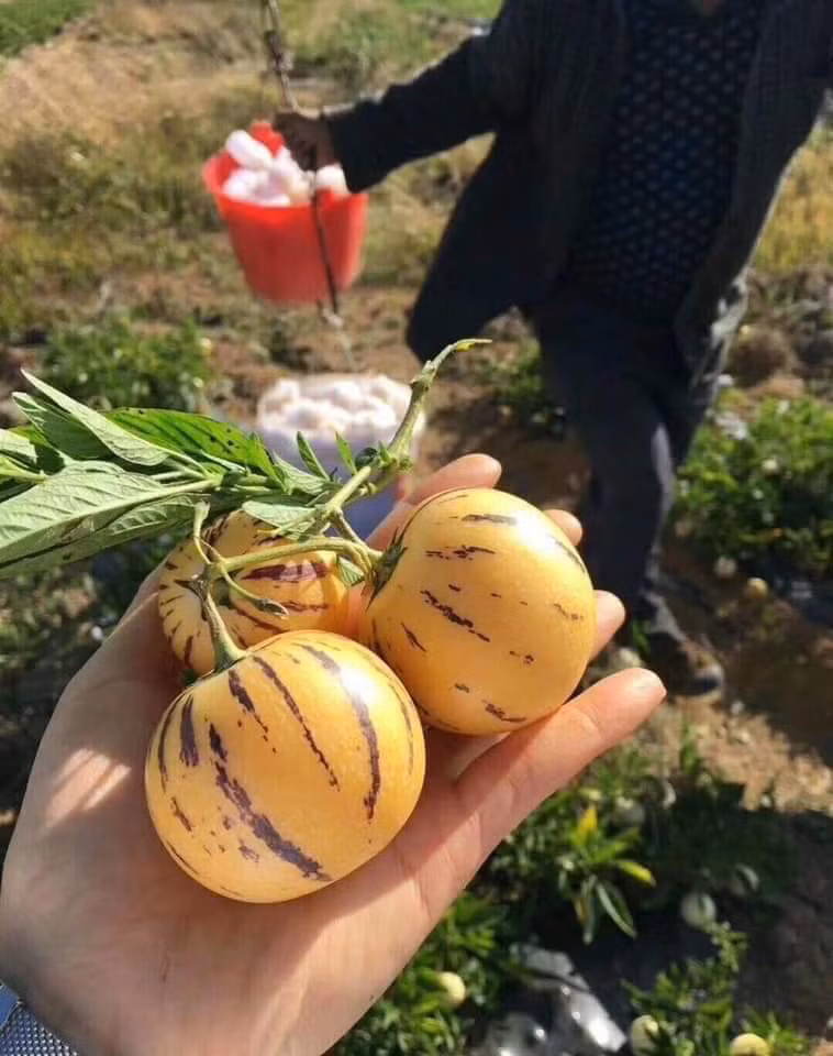 Thời gian gần đây, trên thị trường xuất hiện loại dưa pepino (hay còn gọi sâm sữa) với giá từ 40.000 - 60.000 đồng/kg. Ảnh: FB Thiều Thị Chính‎.