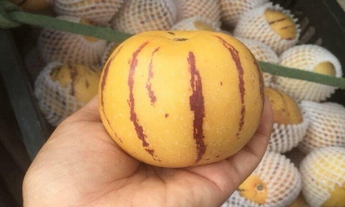 Thêm nữa, dưa pepino trồng tại Đà Lạt nặng từ 2-3 lạng/quả, to hơn nhiều quả của Trung Quốc. Ảnh: Internet.