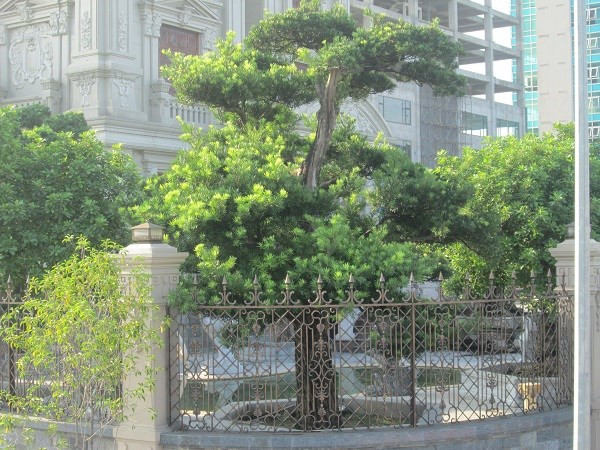 Xung quanh biệt thự trồng nhiều cây cảnh. Ảnh: Motthegioi.