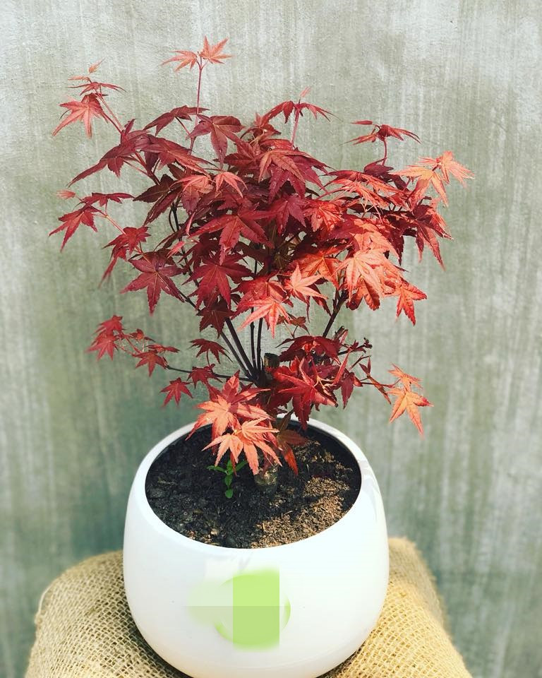 Trên thị trường, những chậu phong lá đỏ mini được rao bán với giá từ 200.000 - 300.000 đồng/tùy loại. Ảnh: Happycare.