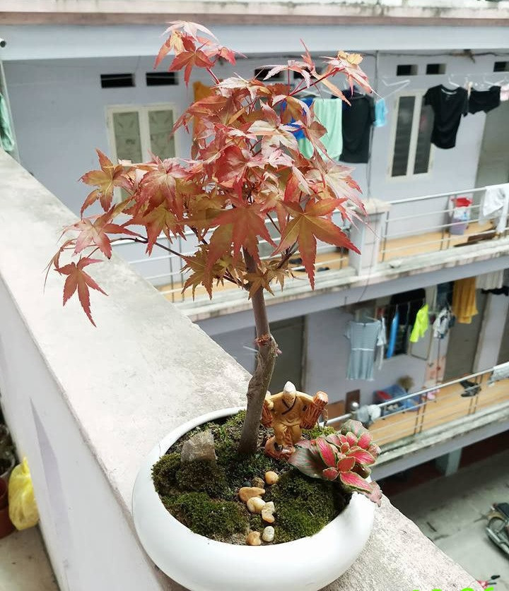 Phong lá đỏ có thể sinh trưởng trong điều kiện ẩm ướt, khô và phát triển tốt nhất trong điều kiện thoát nước tốt. Ảnh: Linkin.