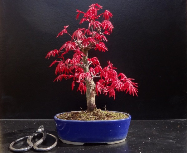 Phong lá đỏ để bàn cuốn hút bởi “sắc đỏ” rực rỡ. Khi tiết trời vào thu, đồng loạt những chiếc lá chuyển màu nhuộm kín cả bầu trời. Ảnh: Hatgionghoavn.