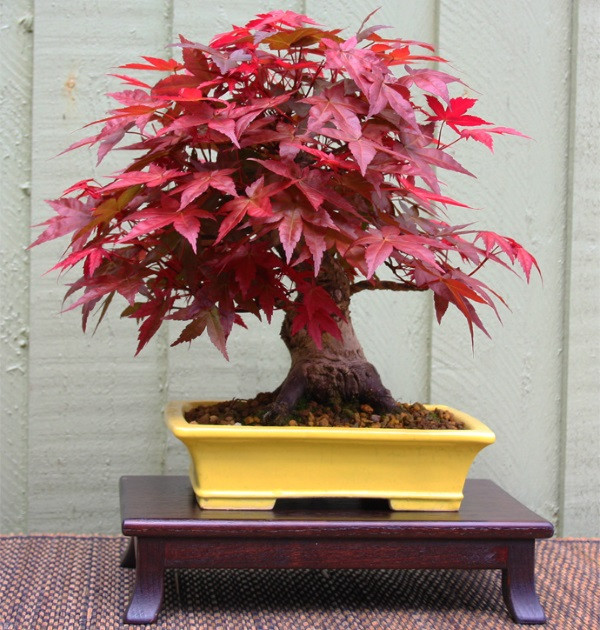 Những chậu bonsai phong có thế đẹp được người chơi săn lùng dù giá lên tới hàng triệu đồng. Ảnh: Hatgionghoavn.