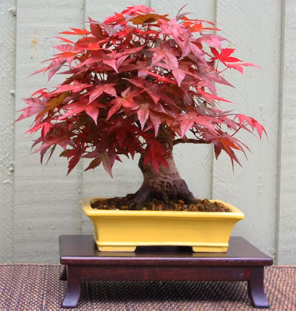 Những chậu bonsai phong có thế đẹp được người chơi săn lùng dù giá lên tới hàng triệu đồng. Ảnh: Hatgionghoavn.