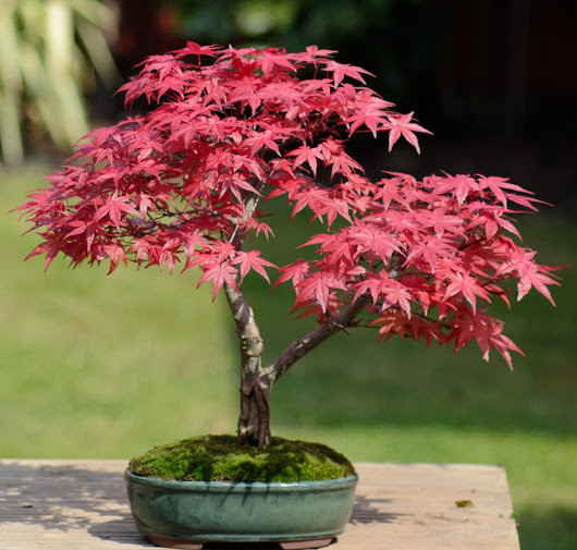 Nếu như giống cây khác lấy bông hoa làm điểm nhấn thì cây phong lại lấy màu đỏ của lá làm nên "thương hiệu" cho chính mình. Ảnh: Hatgionghoavn.