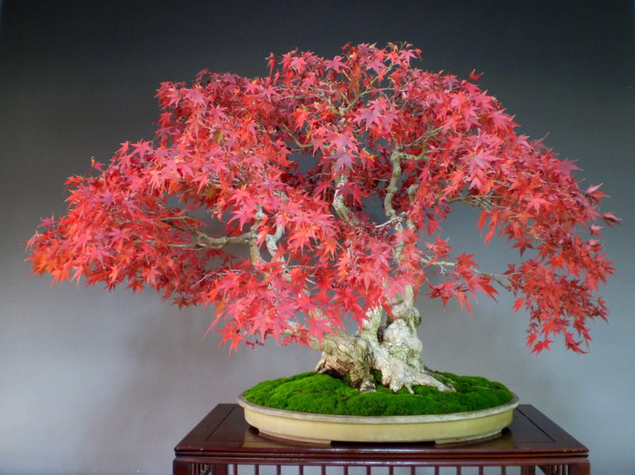 Phong núi được cắt tỉa tạo dáng bonsai đẹp mắt. Ảnh: Phonglado.