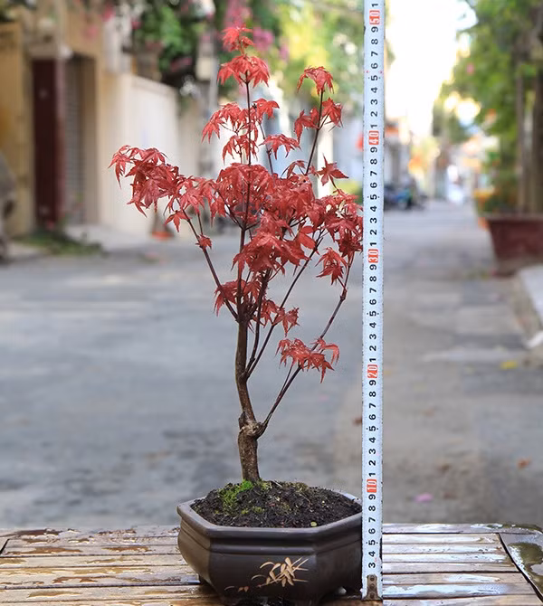 Lá của cây phong xẻ thành 5-9 thùy chính xòe ra các hướng, xung quanh lá có nhiều răng cưa. Ảnh: Happytree.