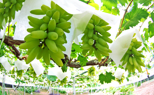 Khi còn xanh, từng chùm nho được bọc giấy cẩn thận để tránh côn trùng. Ảnh: Okayamania.