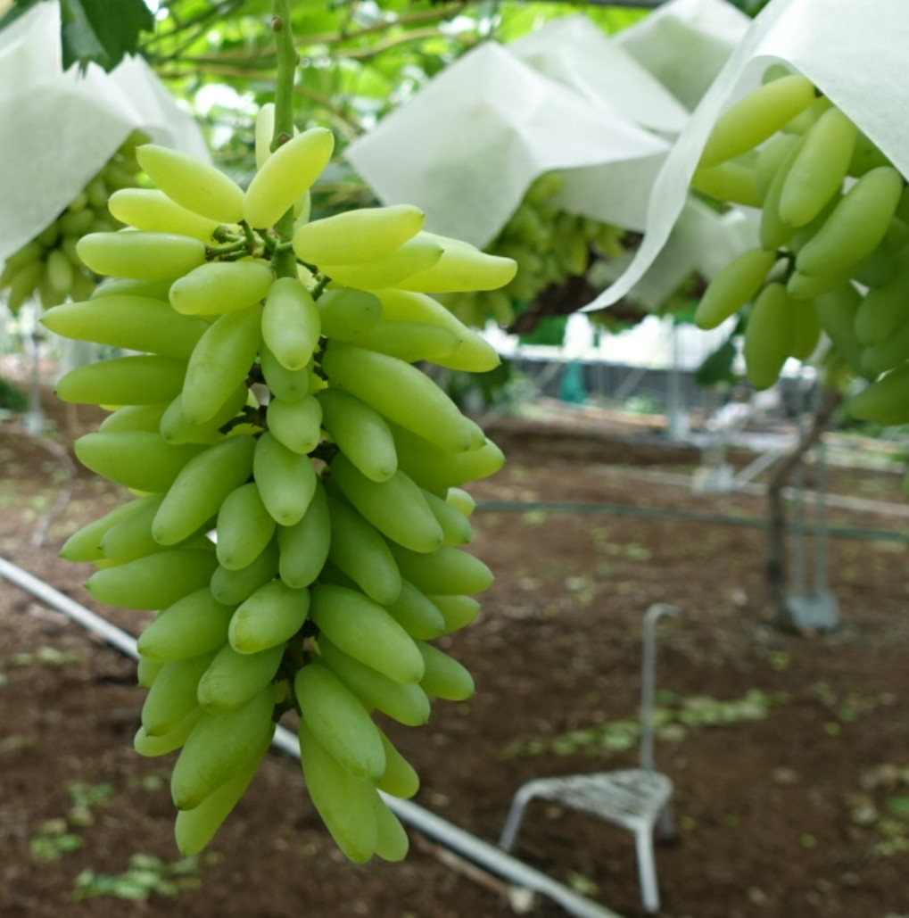 Nho được trồng trong trang trại lớn, theo hàng thẳng tắp. Ảnh: Kanzakinouen.