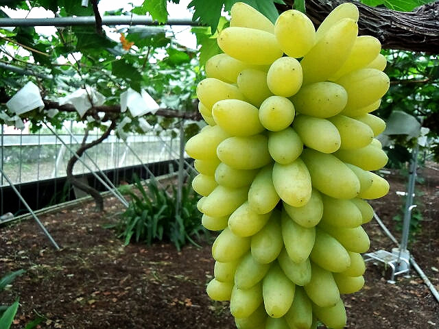 Giống nho này là đặc sản trồng tại tỉnh Okayama (Nhật Bản). Ảnh: Kanzakinouen.