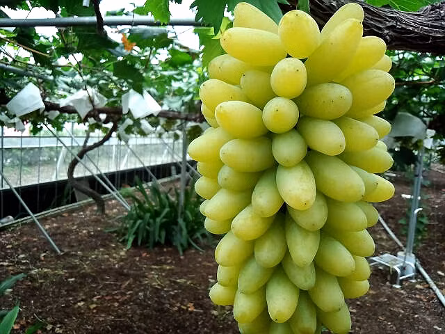 Giống nho này là đặc sản trồng tại tỉnh Okayama (Nhật Bản). Ảnh: Kanzakinouen.