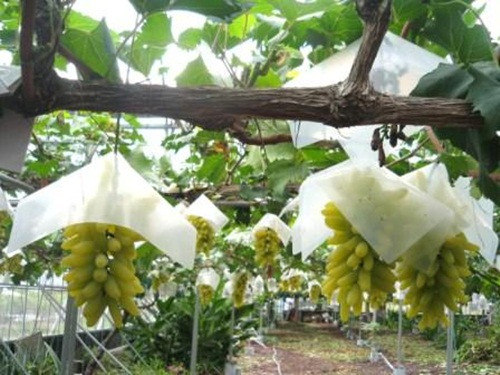 Những chùm nho lủng lẳng, chi chít quả trông thích mắt. Ảnh: Okayamagurashi.