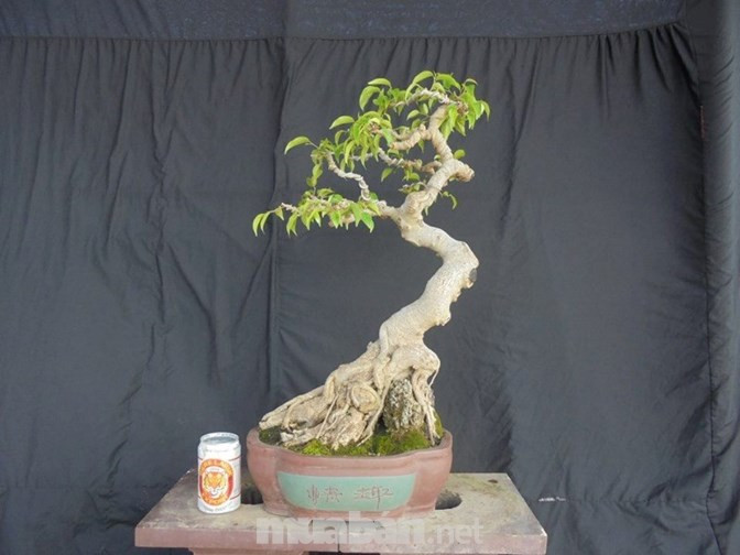 Cây sanh già thế bạt phong độc đáo. Ảnh: Muaban.