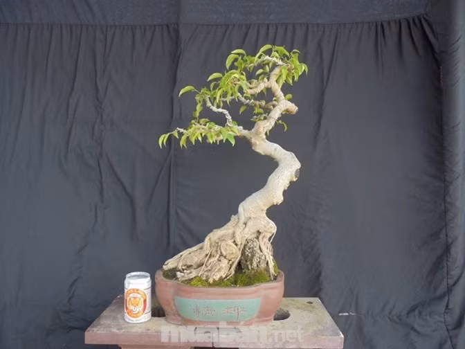 Cây sanh già thế bạt phong độc đáo. Ảnh: Muaban.