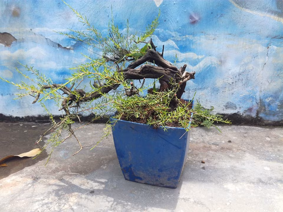  Bonsai kim sa tùng thế bạt phong oằn xuống tận gốc. Ảnh: FB Tùng Kim Sa.