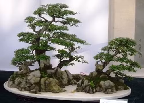 Bonsai bạt phong kiểu bão nhỏ có chiều cao lớn hơn chiểu ngang của cây. Ảnh: Agrimark.