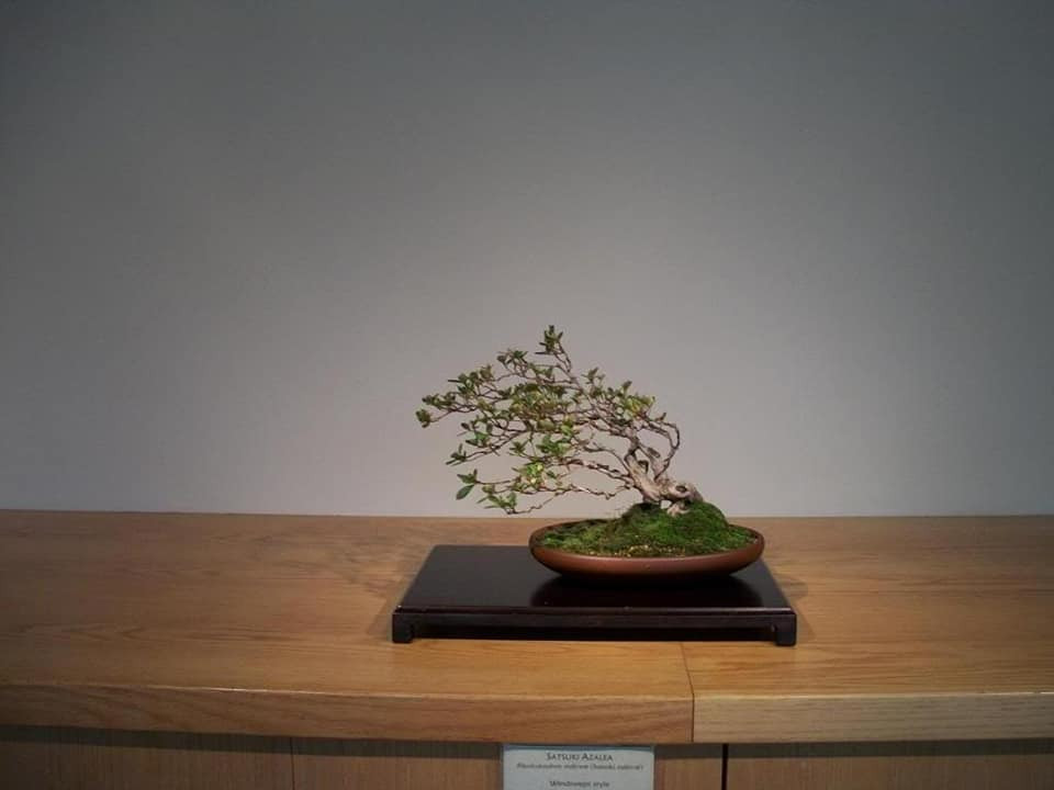Bonsai thế bạt phong thể hiện ý nghĩa đấu tranh sinh tồn trong các trận bão lớn. Ảnh: Bonsai Asa.