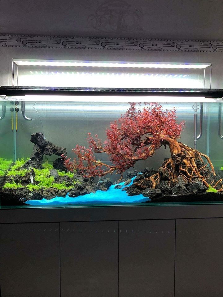 Tuy nhiên để tạo một chậu bonsai gió lùa đẹp thì khi chọn phôi, nên chọn các cây hơi nghiêng hoặc nghiêng nhiều. Ảnh: Lucky Aqua Design.