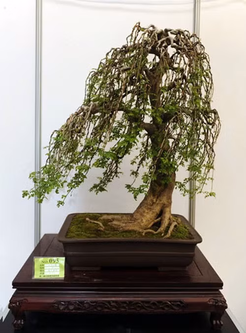 Bonsai kiểu gió nhẹ hiu hiu. Ảnh: Agrimark.