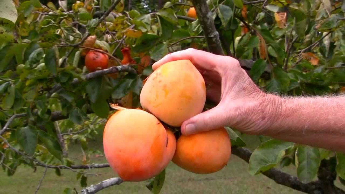 Trước đây, hồng đen được trồng nhiều tại Mỹ và du nhập vào Nhật Bản cách đây hơn 100 năm. Ảnh: Youtube.